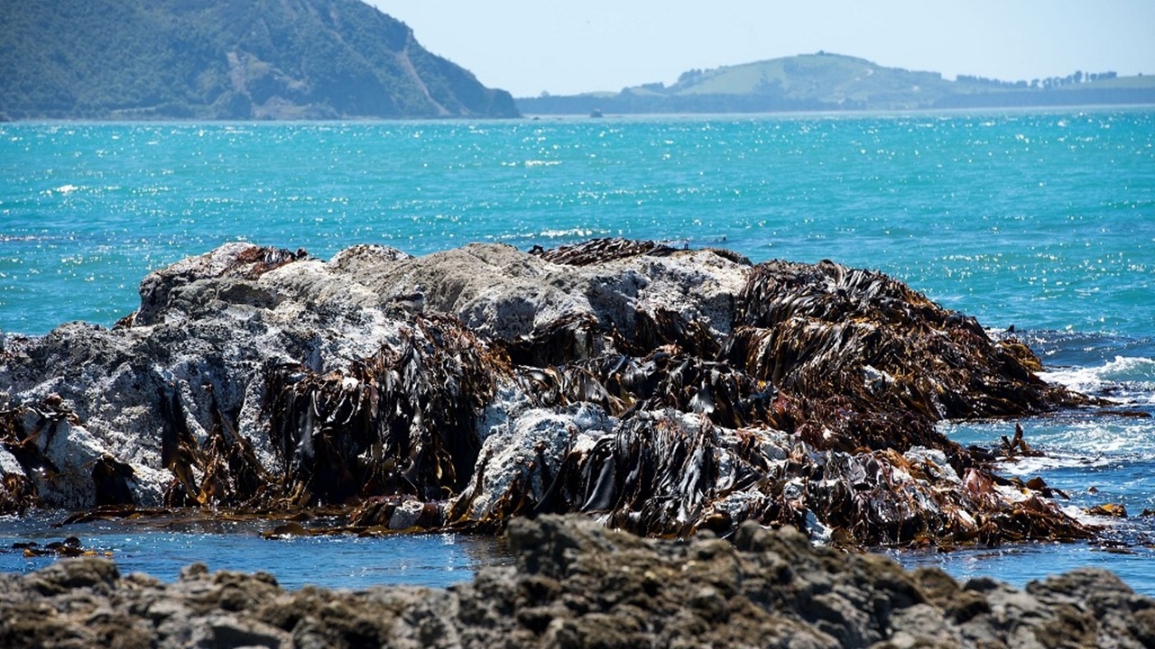 สลด เรือเล็กล่มนอกฝั่งนิวซีแลนด์ จมดับ 5 ศพ คาดชนวาฬ