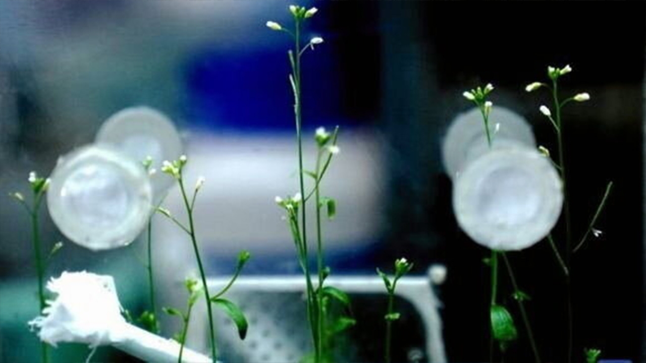 จีนประสบความสำเร็จปลูกข้าวในอวกาศ