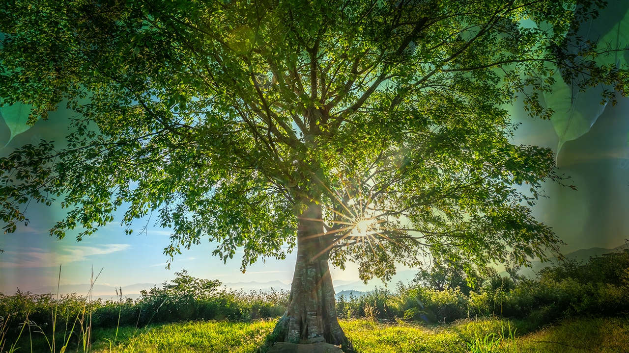 ข้อควรรู้ ปลูกต้นโพธิ์ควรหรือไม่? หมอปลายมีคำตอบ