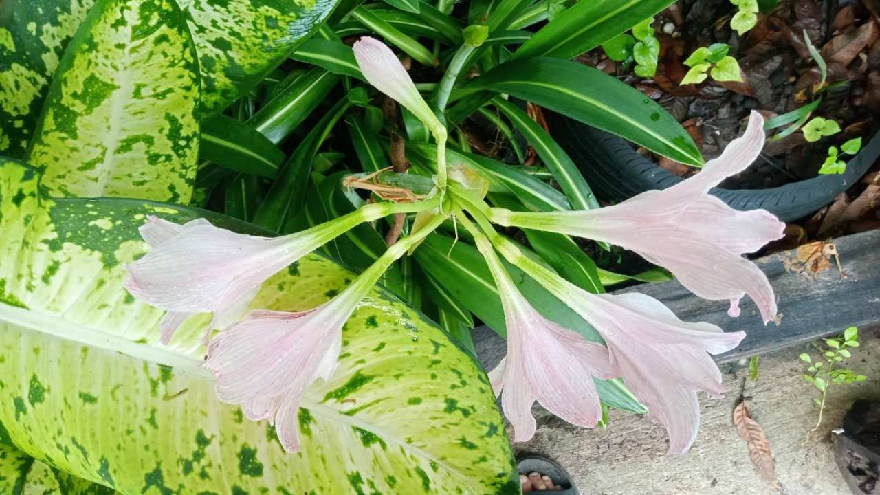 ลุงป้าลำปางปลูกดอกว่าน 4 ทิศแต่ออก 6 เชื่อที่เพิ่มมา 2 ต้องให้โชคแน่ๆ 