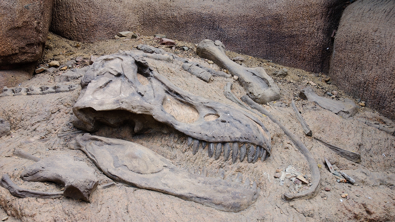 ฟอสซิลโมซาซอร์ 80 ล้านปี พบในเท็กซัส