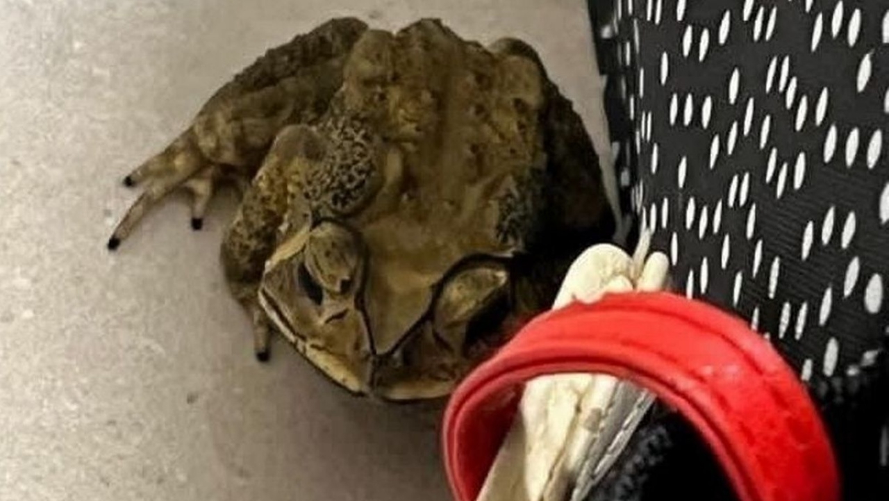 คางคกไทยไปเวลส์ มีคนรับเลี้ยงแล้ว ตั้งชื่อใหม่ "ออซซี่"