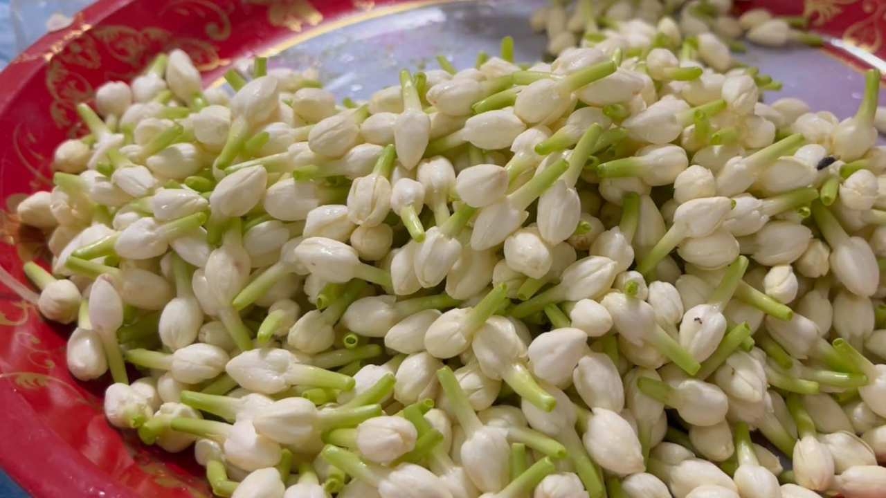 ดอกมะลิแพงรับวันแม่ ขอนแก่นทำสถิติพุ่ง กก.ละ 1,200 พวงมาลัยไหว้พระขยับตาม