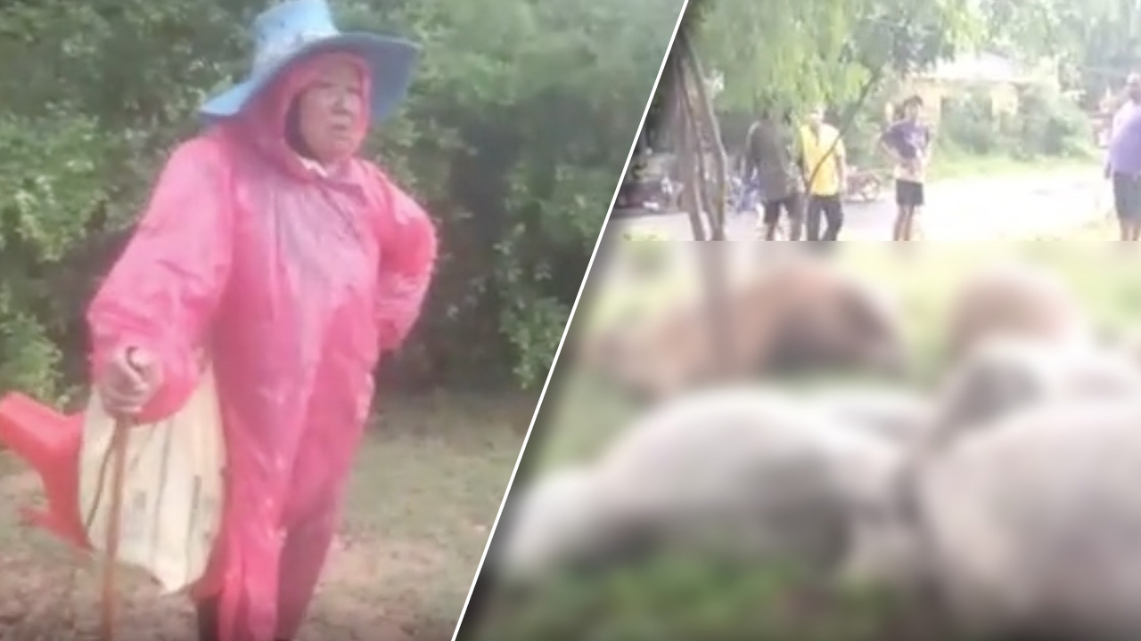 โคราชฟ้าผ่าวัวตายพร้อมกัน 7 ตัว เจ้าของร่ำไห้ ตายเบิดแล้ว หมดเนื้อหมดตัว