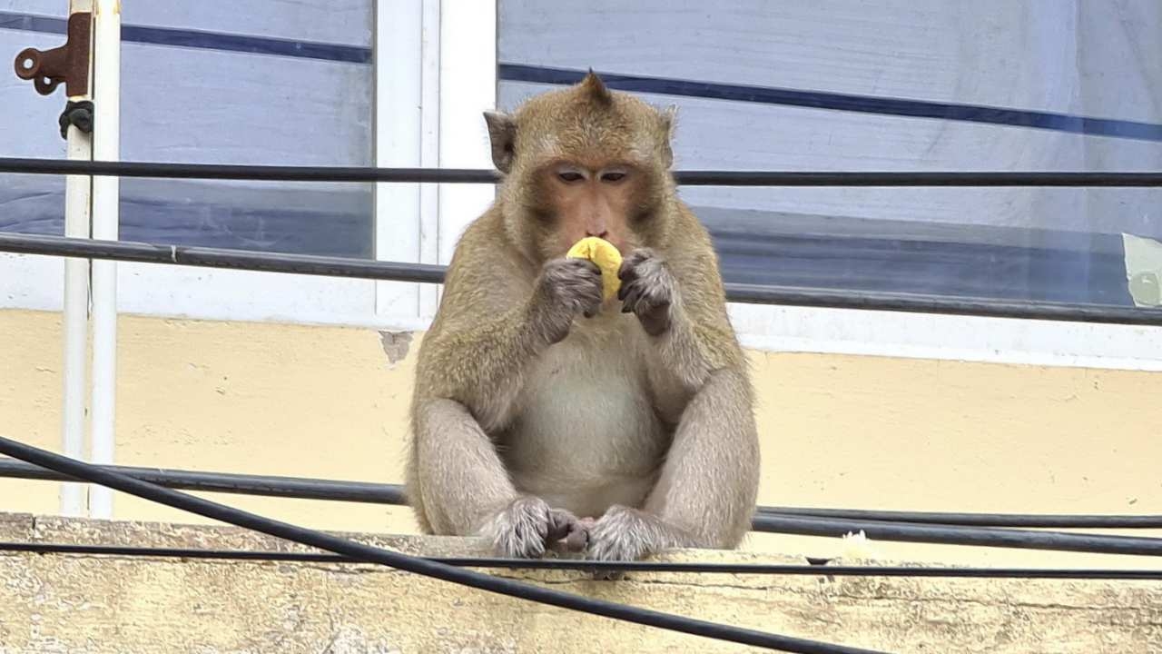 ชาวบ้านนาจอมเทียน เจอลิงแสมแสบ อาละวาดลักขโมย ทำเดือดร้อนกว่า 2 สัปดาห์