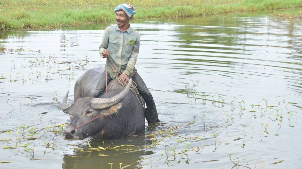 เปิดใจ "หลวงเอ" ขี่ควายเจ้าใบเงิน เข้าเมือง หวังช่วยสร้างสีสันให้ จ.ตรัง