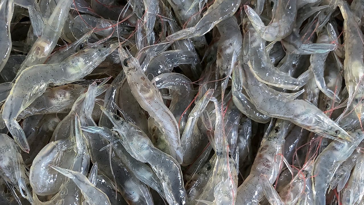 รัฐปล่อยนำเข้ากุ้งทำร้ายเกษตรกร