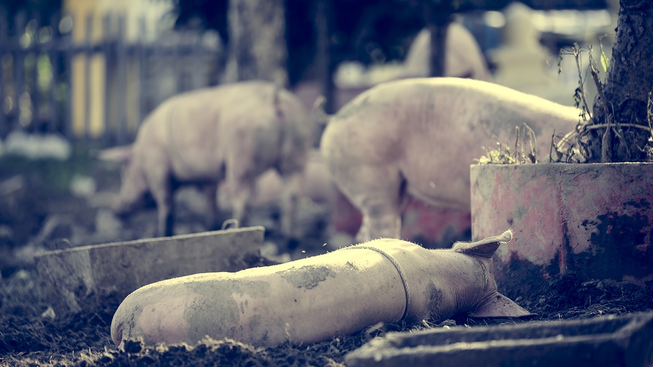 เรื่องหมูที่จะไม่หมูอีกต่อไป