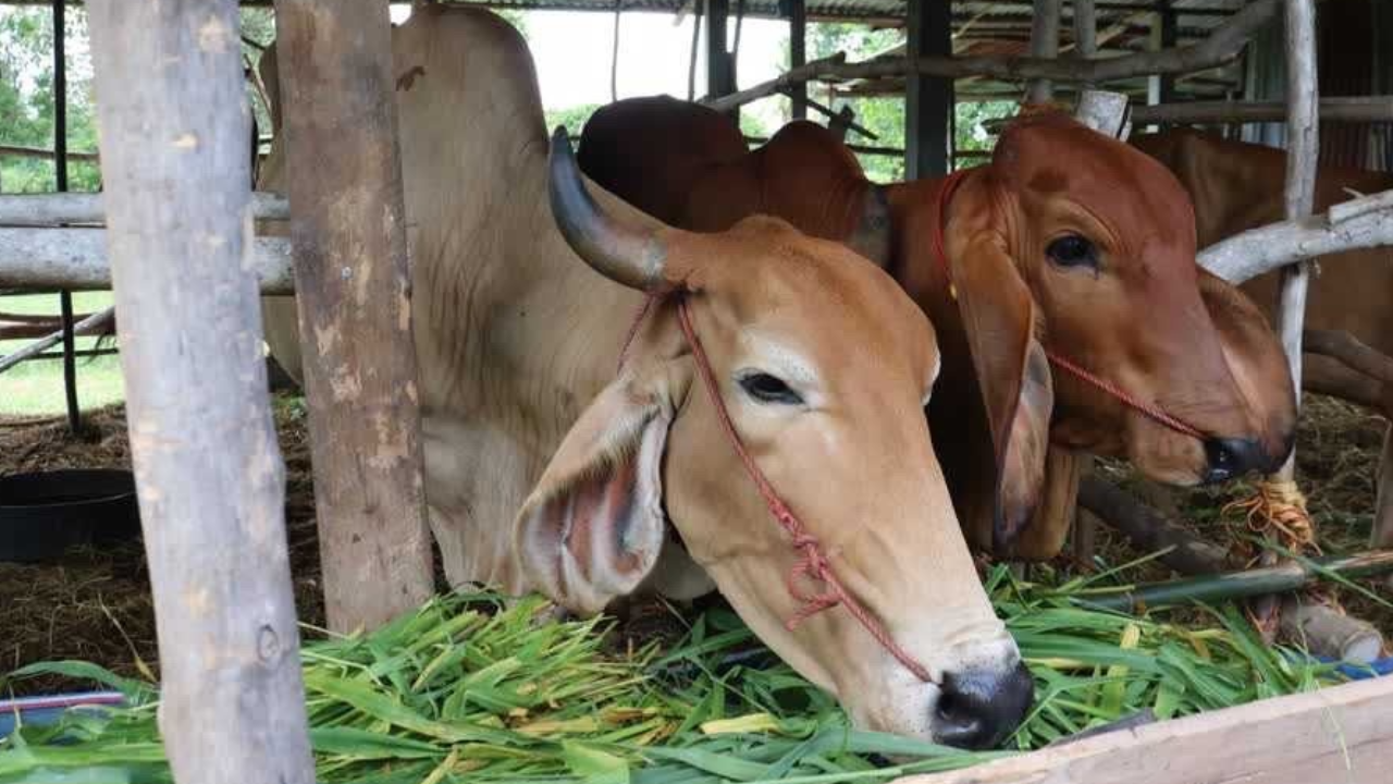 2 รัฐมนตรี หนุนชาวบ้านสุโขทัย เลี้ยงโคปลดหนี้ มั่นใจแก้หนี้แก้จนได้