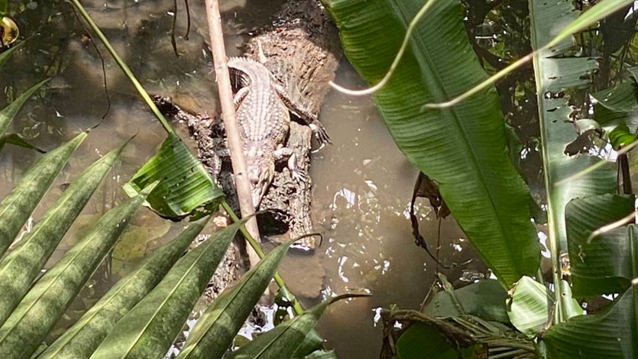 ชาวบ้านผวา "จระเข้" โผล่นอนอาบแดดในคูน้ำกลางบ้านพักเจริญกรุง 107