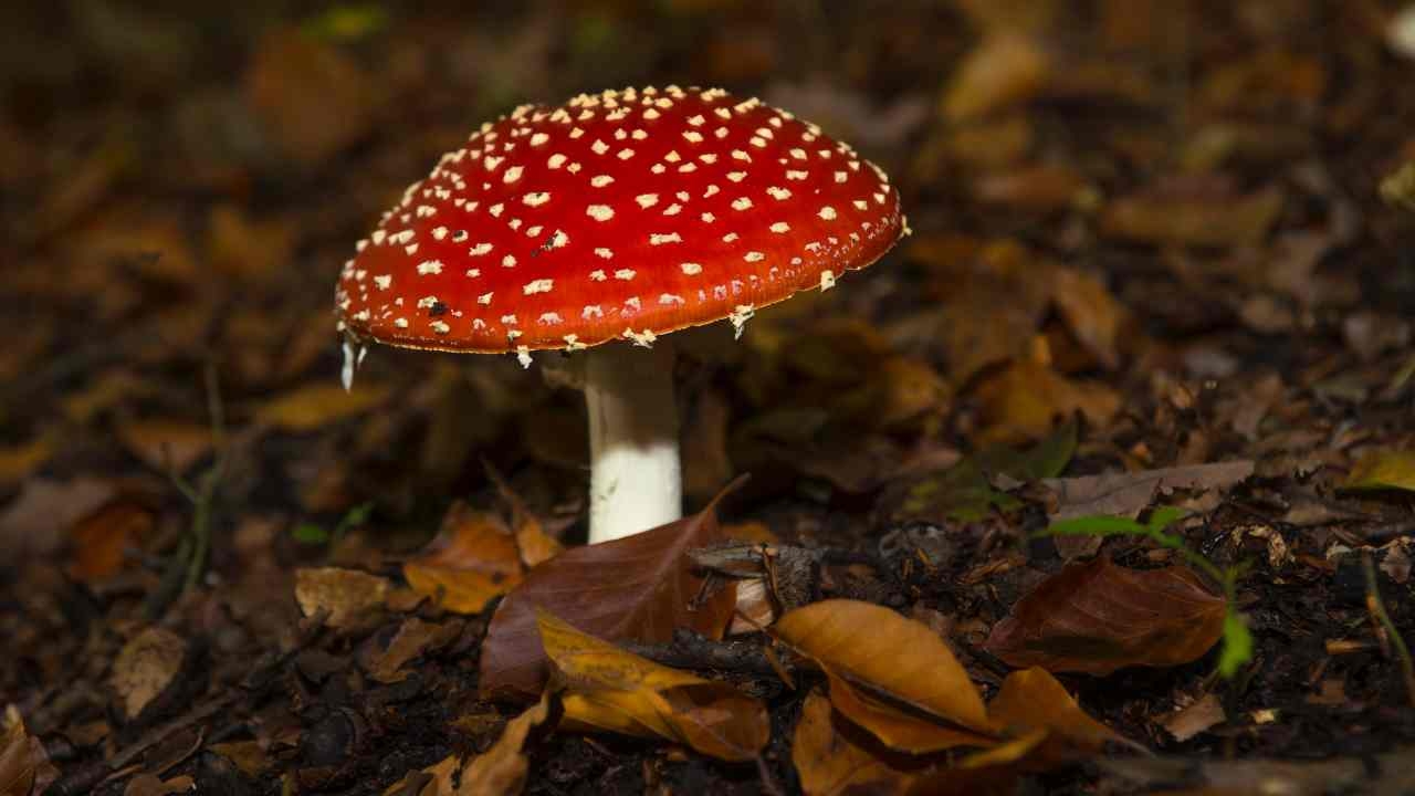 เตือนอย่ากินเห็ดซี้ซั้ว อาจเจอเห็ดพิษ ป่วยแล้ว 400 คน ตาย 8 คน