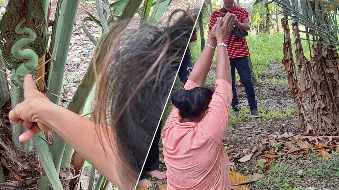 แห่ขอโชคต้นอินทผลัม คล้ายพญานาค ชาวบ้านขนลุก ปู่ศรีสุทโธประทับร่างป้าวัย 58