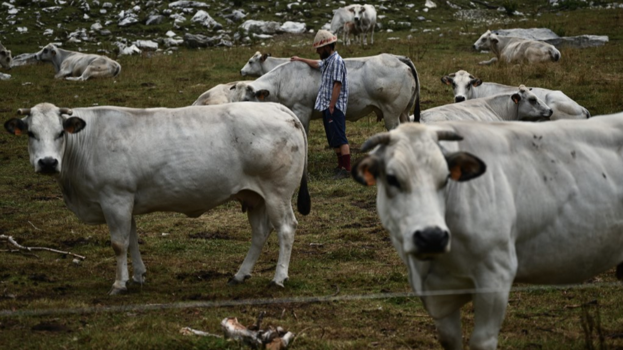 แล้งเป็นเหตุ วัวอิตาลี 50 ตัวตายในฟาร์ม หลังกินธัญพืชคายสารพิษช่วงอากาศร้อนจัด