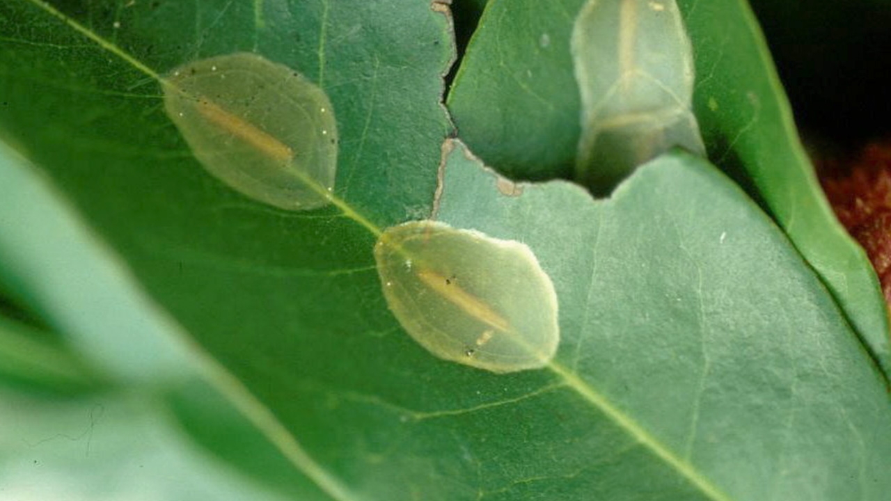 สวนลำไยในช่วงติดผล ระวังหนอนเจาะขั้วผล-ราน้ำฝน