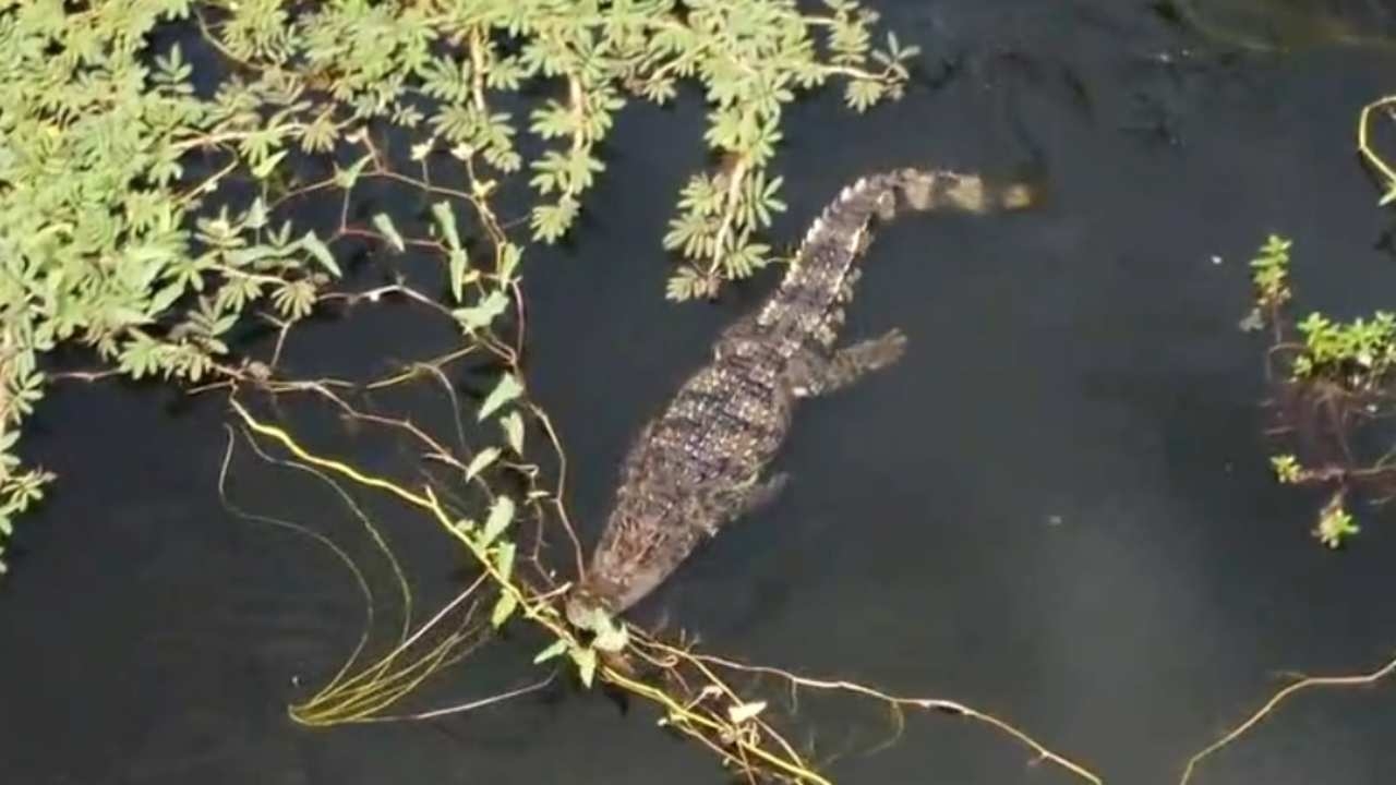 ชาวบ้านกรุงเก่าผวา เจอจระเข้ยาว 2 เมตรลอยคอในคลองขวด แจ้งประมงเร่งตามจับ