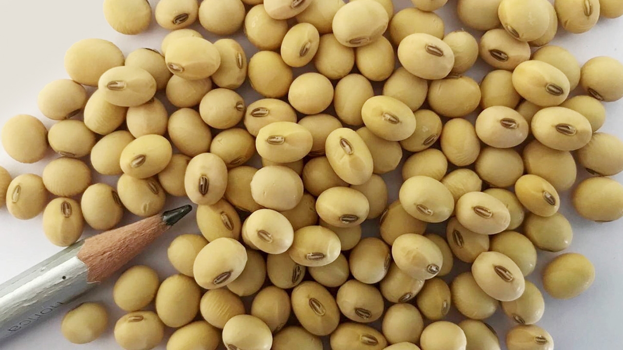 “กวก. เชียงใหม่ 7” ถั่วเหลืองพันธุ์ใหม่