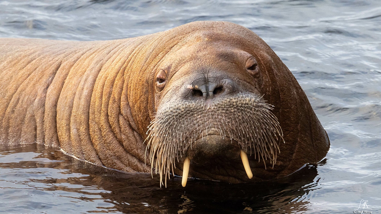 "เฟรยา" วอลรัสขวัญใจมหาชน สมควรถูกการุณยฆาตหรือไม่ ?