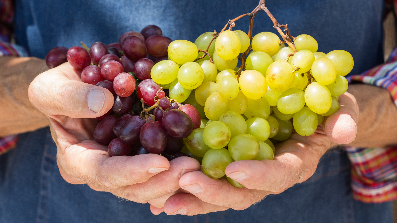 ประโยชน์ขององุ่น ผลวิจัยล่าสุดย้ำช่วยอายุยืนยาวอีก 5 ปี