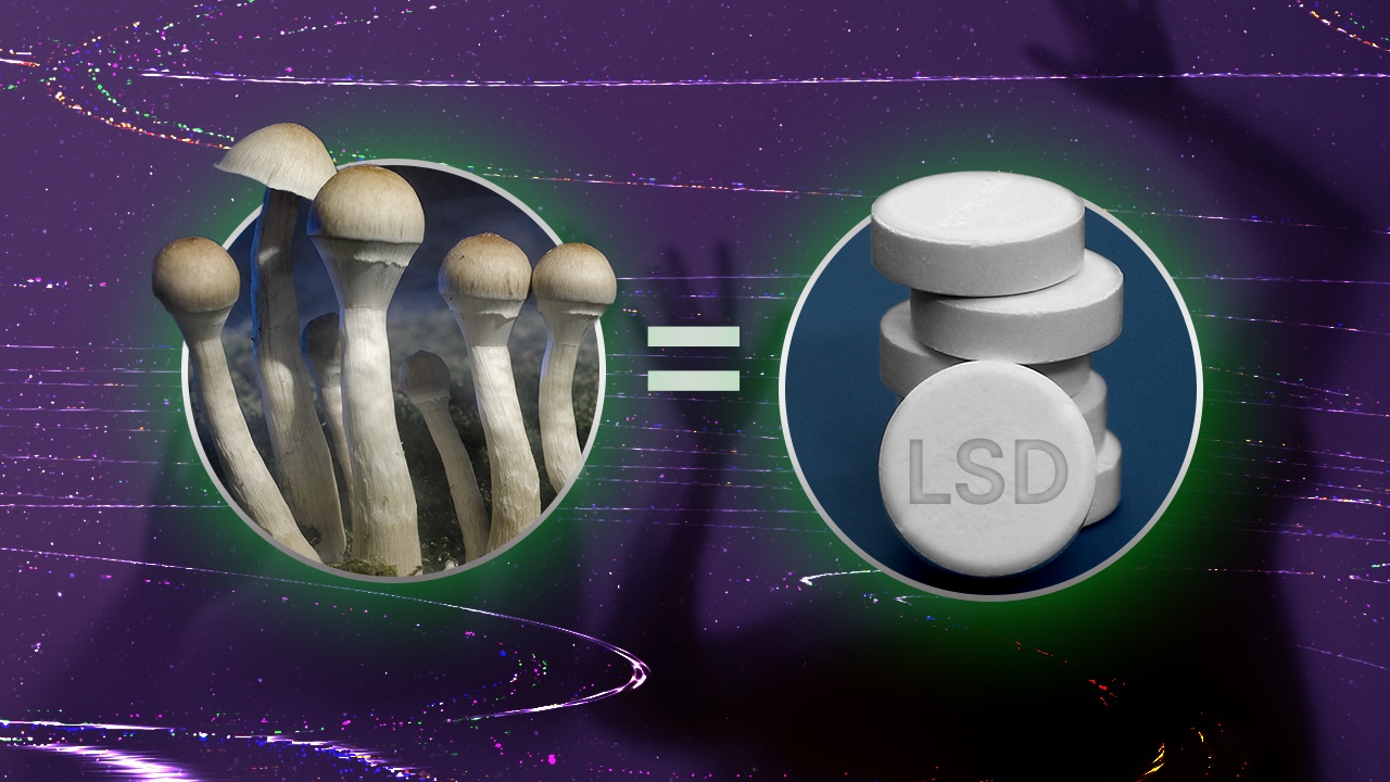 เห็ดขี้ควาย พิษร้ายยากปลดล็อก ฤทธิ์เมา ทำประสาทหลอน เสี่ยงอันตรายถึงตาย