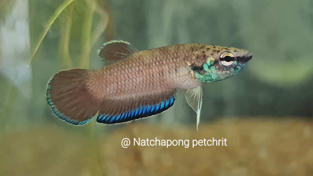 "ปลากัดกระบี่" หายาก1เดียวในโลก กรมประมงเพาะได้สำเร็จ ปล่อยคืนธรรมชาติ