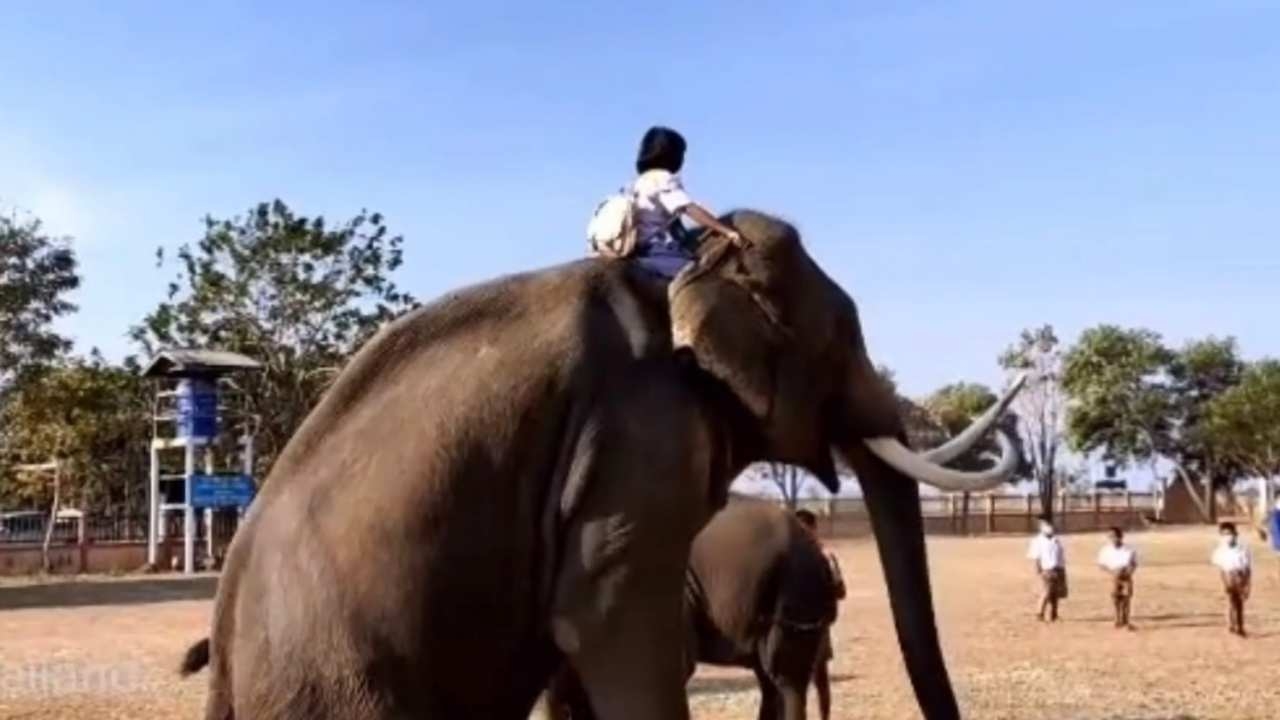 ประเทศไทยมีจริง เด็กขี่ช้างไปโรงเรียน หนูน้อย ป.5 ทำฮือฮาไปทั้งบุรีรัมย์