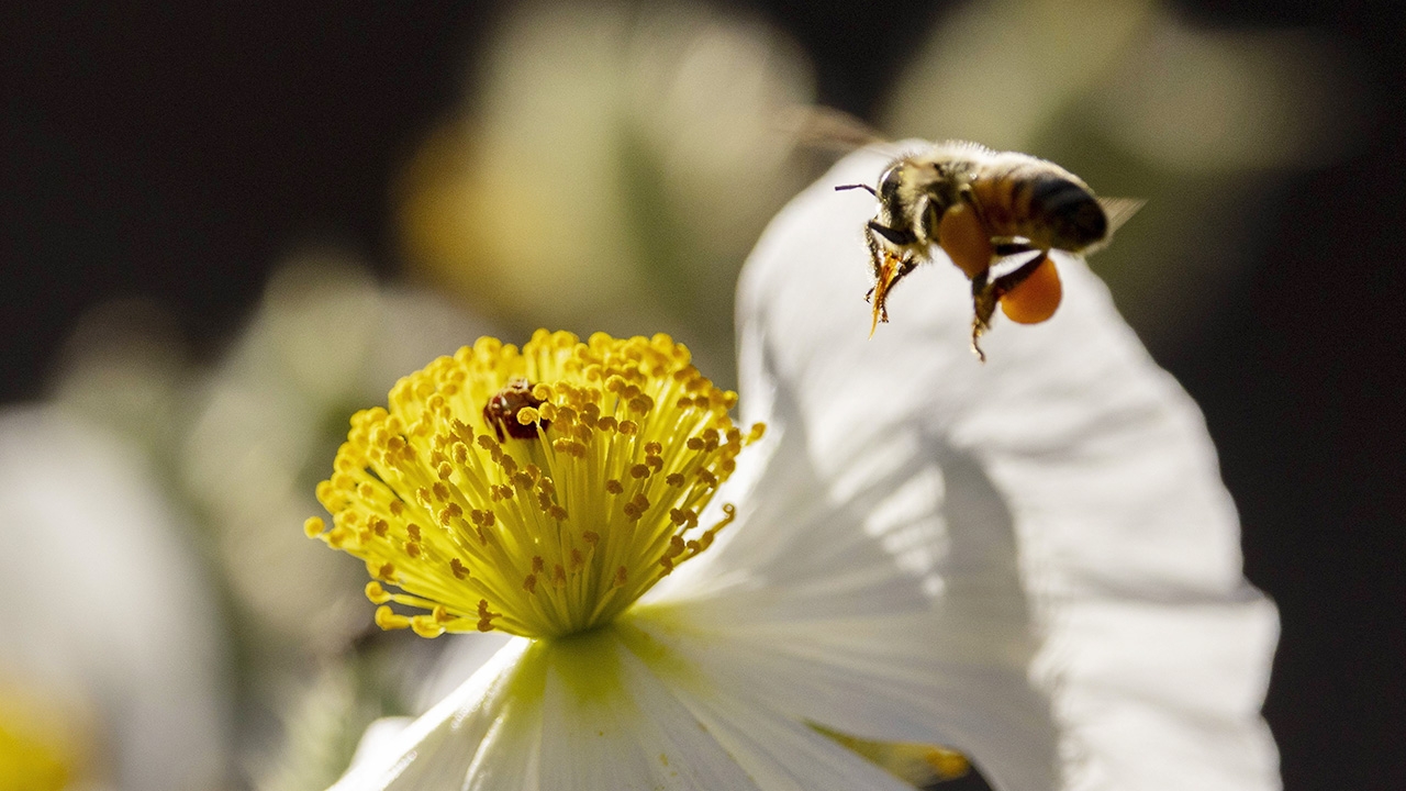 ผึ้งเต้นส่ายท้องอาจปฏิวัติพัฒนาหุ่นยนต์