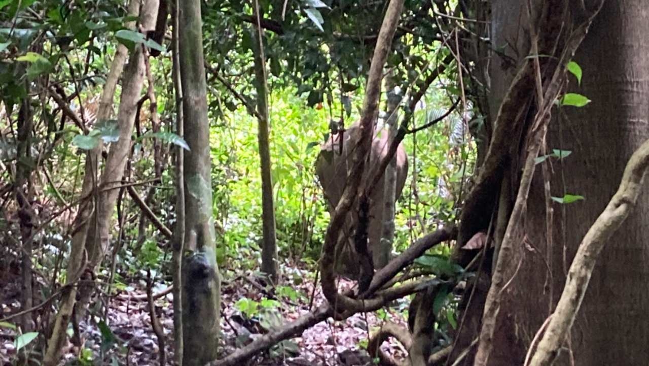 เจอแล้วช้างสองแม่ลูก หลบอยู่ในป่า ทั้งคู่ปลอดภัยดี มีโขลงอยู่ไม่ห่าง