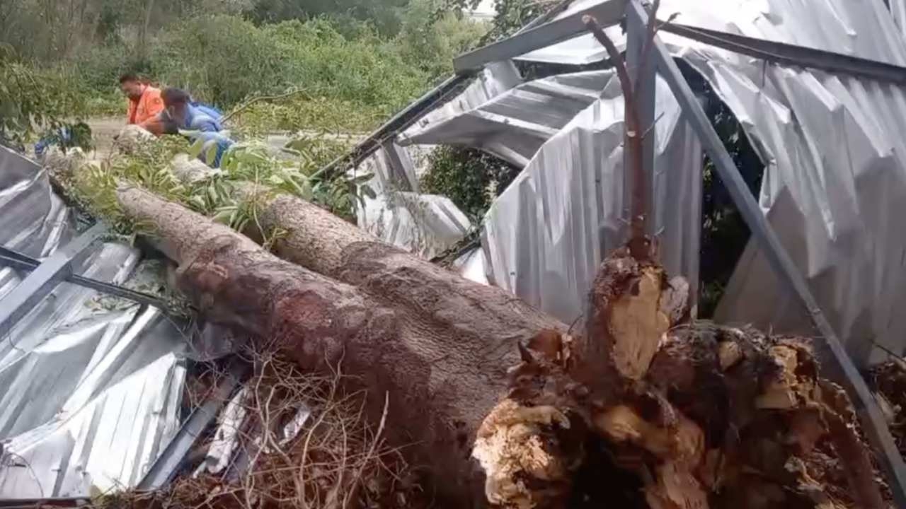 บางแสนลมแรง พัดต้นตีนเป็ดริมถนนโค่นทับ จยย. หนุ่มคนขี่สาหัสสาวคนซ้อนตาย