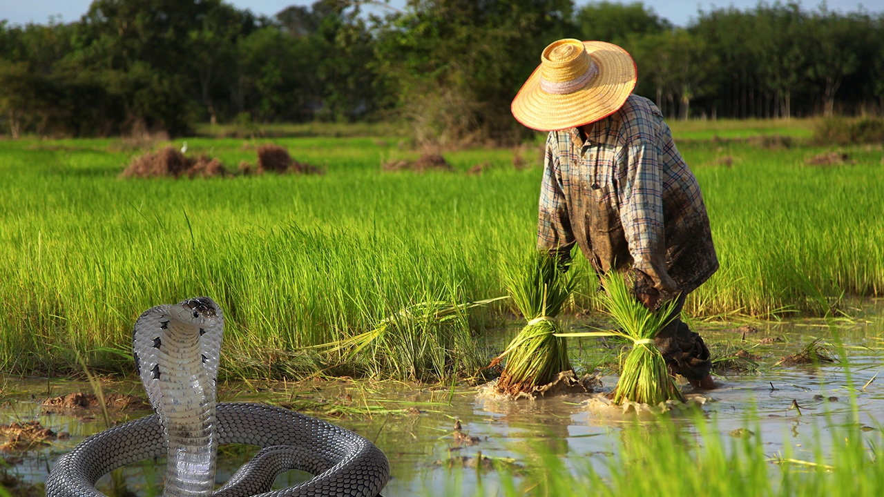 ชาวนาหย่าศึกงูเห่า