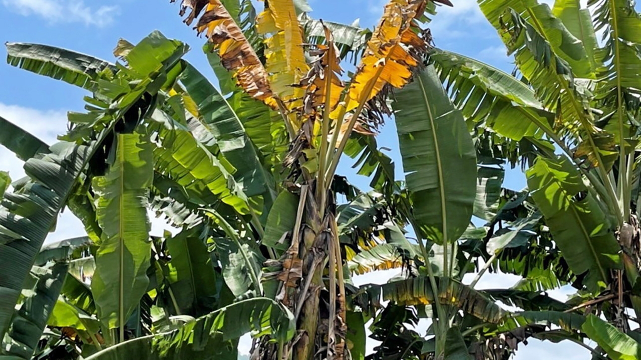 ปลูกกล้วยหน้าฝน ระวังโรคตายพราย