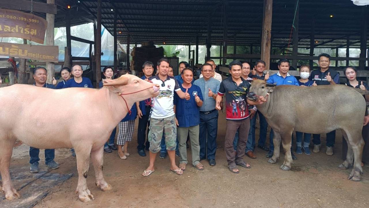 ฟาร์มดังบึงกาฬ บุกซื้อ "ลูกควาย" เสี่ยเมืองสกลฯ 3 ตัว 5.1 ล้าน