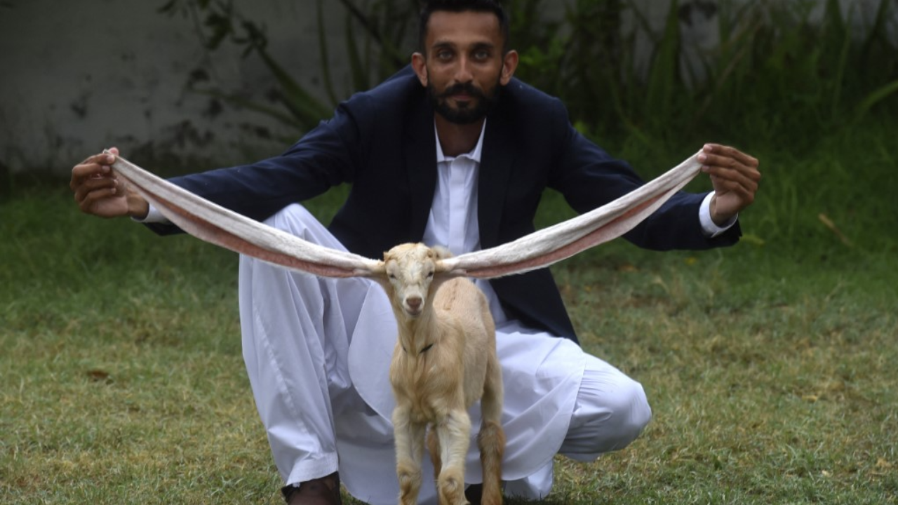 ตะลึง ลูกแพะปากีฯ หูยาวกว่าครึ่งเมตร เตรียมถูกบันทึกสถิติโลก