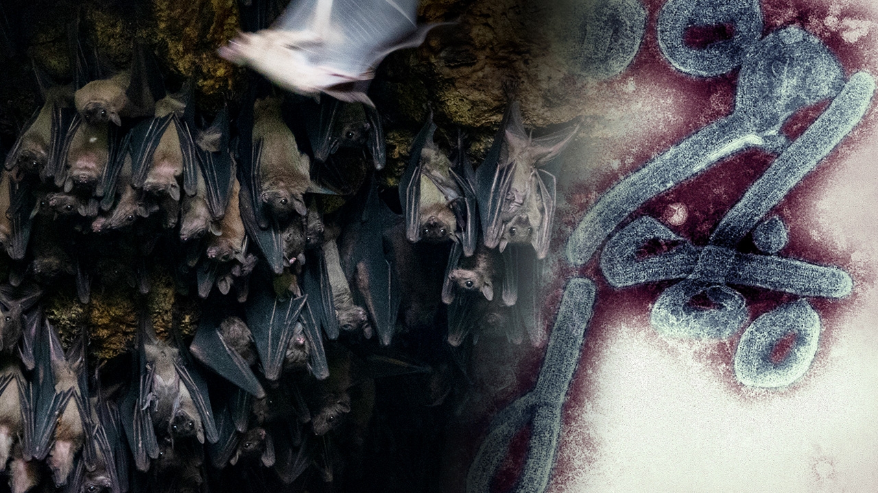 รู้จัก ‘ไวรัสมาร์บวร์ก’ ร้ายพอๆ กับอีโบลา 