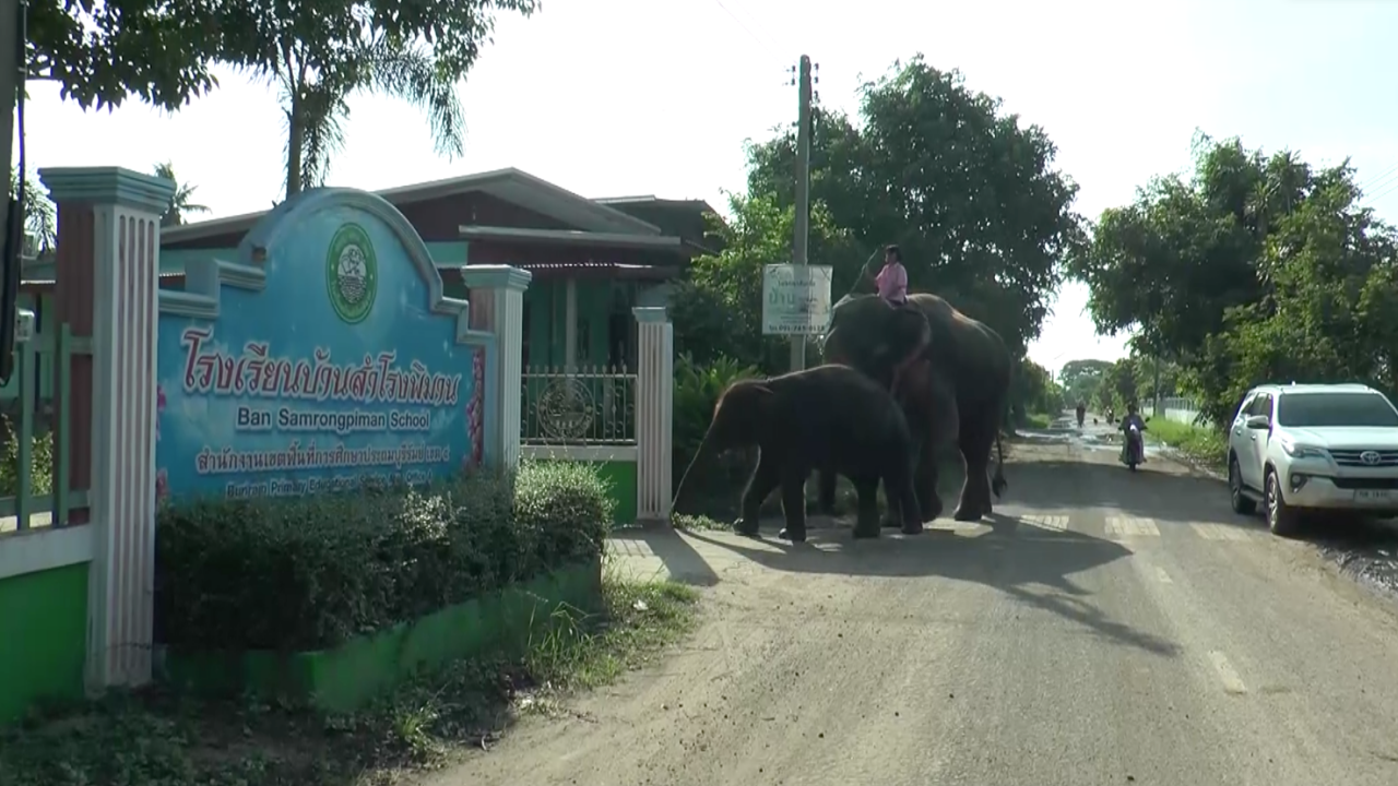 เด็กหญิง ป.5 ขี่ช้างไปโรงเรียน ปังมาก สื่อดังญี่ปุ่นติดต่อขอทำรายการ
