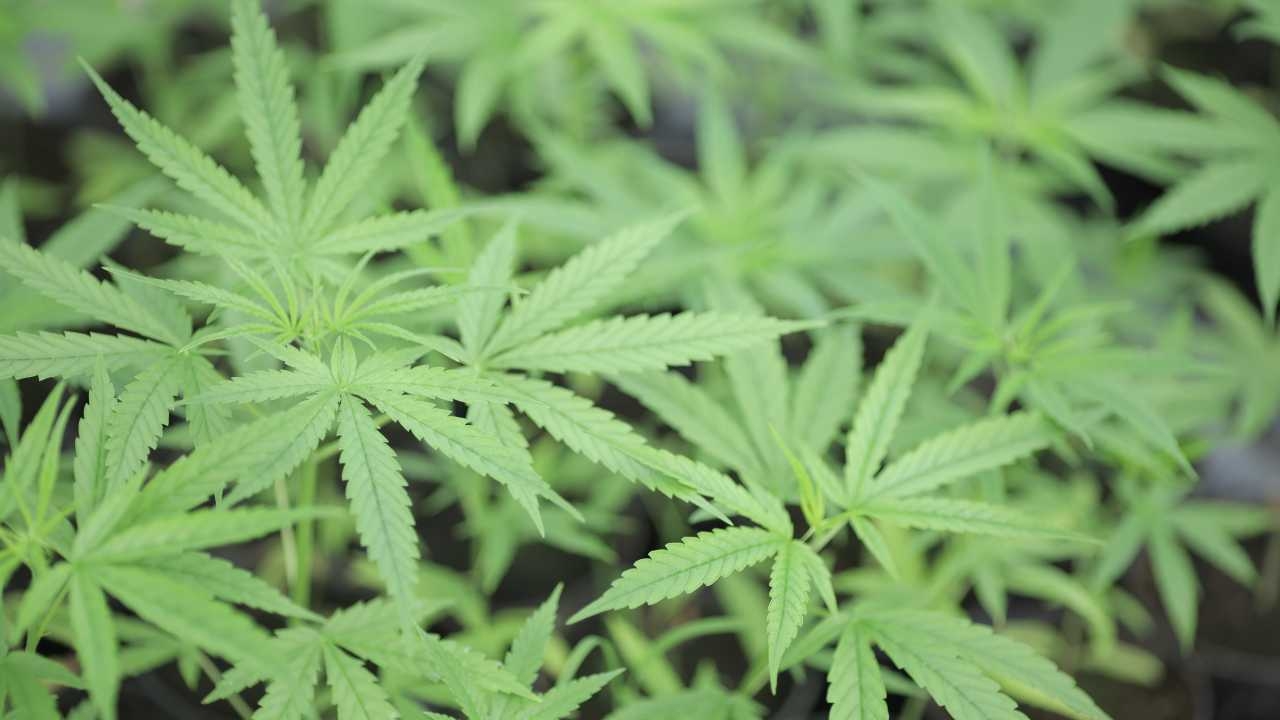 นักเรียนหญิง ม.6 แอบขายกัญชาในโรงเรียน พ่อรับผิดชอบ พาลูกลาออกเอง