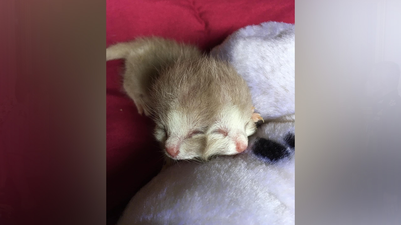 เศร้า "ถุงเงิน-ถุงทอง" ลูกแมวสองหน้า จากไปแล้ว หลังสู้ชีวิต 4 วัน