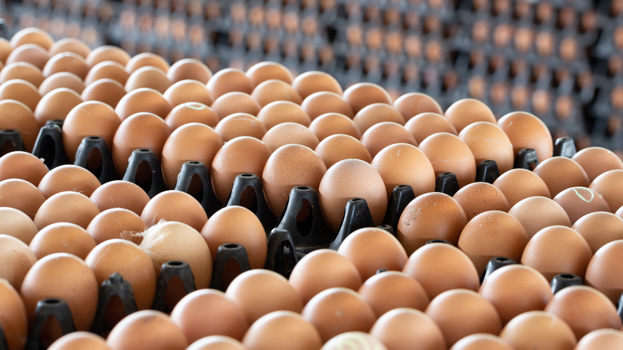 พรุ่งนี้ 20 ก.ค. 65 ไข่ไก่ขึ้นราคาฟองละ 3.40 บาท หรือ 6 บาทต่อแผง