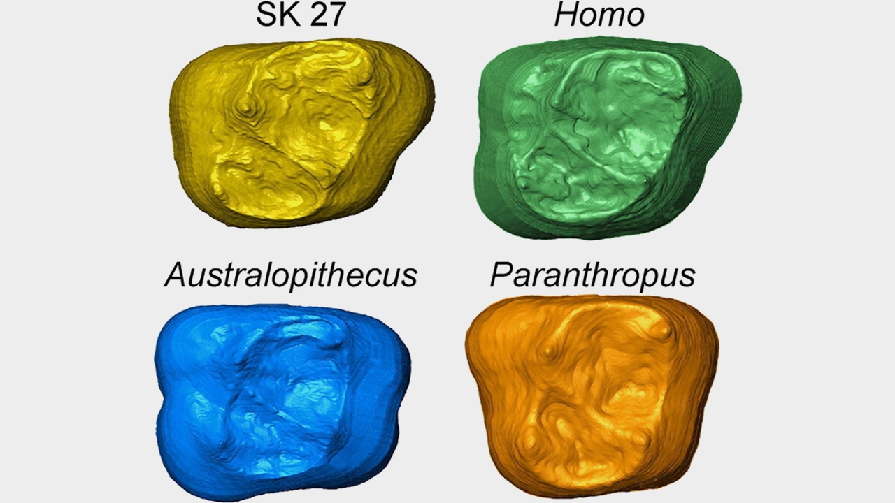 ไขปริศนาซากฟันมนุษย์ตอนใต้ของแอฟริกา