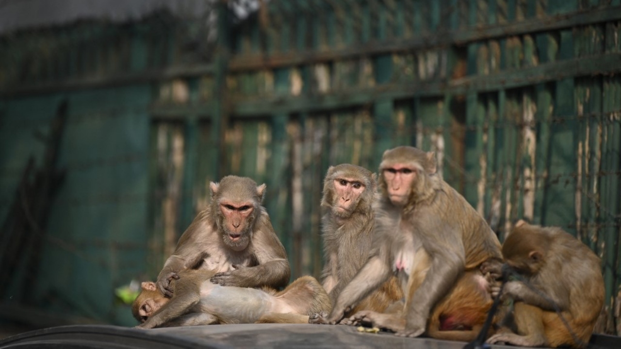 ช็อก ทัพลิงบุก จับทารกขว้างจากดาดฟ้าบ้าน ดับคาที่ ต่อหน้าพ่อแม่อินเดีย