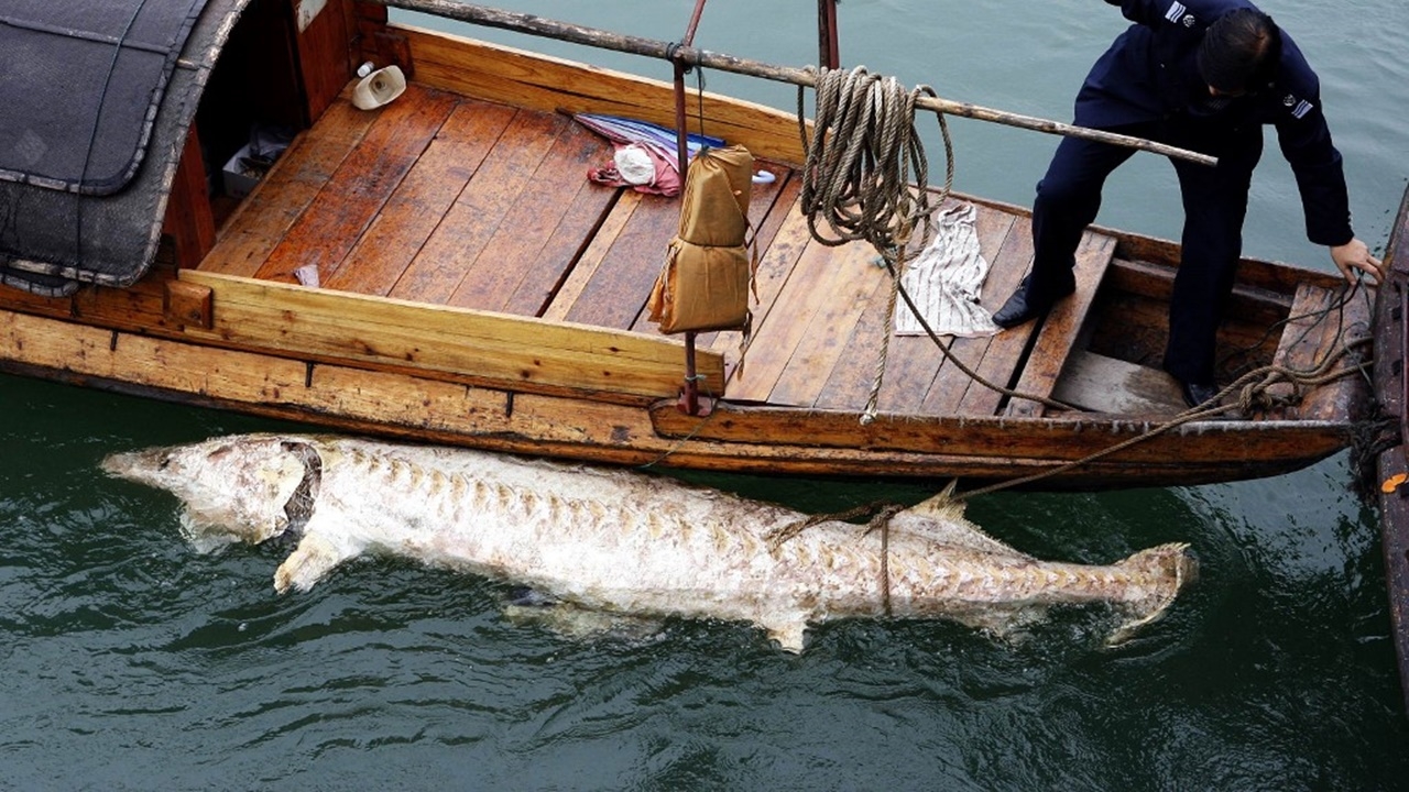 เศร้า ฉลามปากเป็ดจีน-ปลาสเตอร์เจียนแม่น้ำแยงซี สูญพันธุ์จากธรรมชาติแล้ว