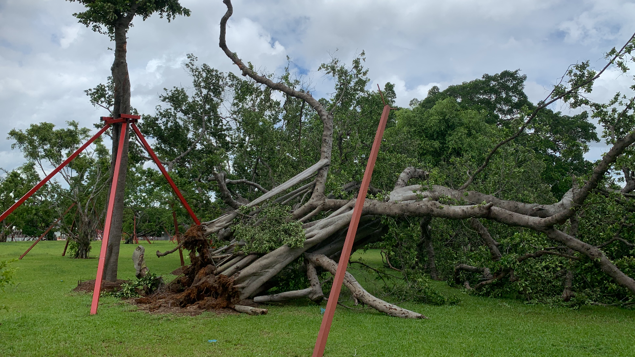 พายุถล่ม "ไทรโบราณสภา" ล้ม 2 ต้น ลือ อาเพศรัฐบาล ลงมติ ซักฟอกพรุ่งนี้