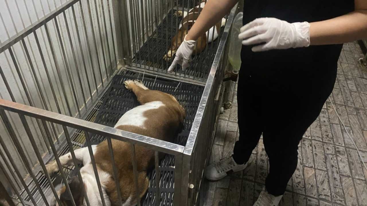 โดนตัดไฟ หลังค้างจ่าย 4 เดือน อิงลิชบูลด็อกฮีตสโตรก ตายสลด 4 ตัว