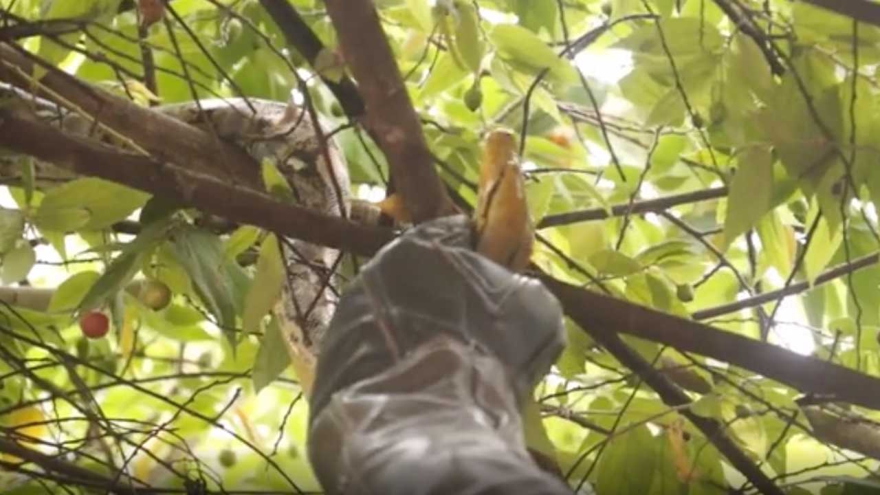 จับ 2 งูเหลือม เลื้อยบนหลังคา แต่คนตาดีเจอเลขเด็ด เห็นเลื้อยใกล้ "เลขหางประทัด"