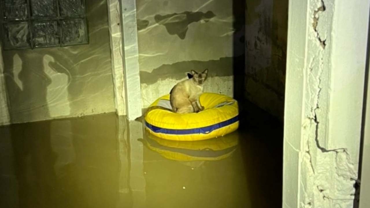 ฝนตก น้ำท่วม "น้องเหมียว" กระโดดเกาะบุยรอเจ้าของ ฉลาดสมเป็นแมวร้านสอนดำน้ำ