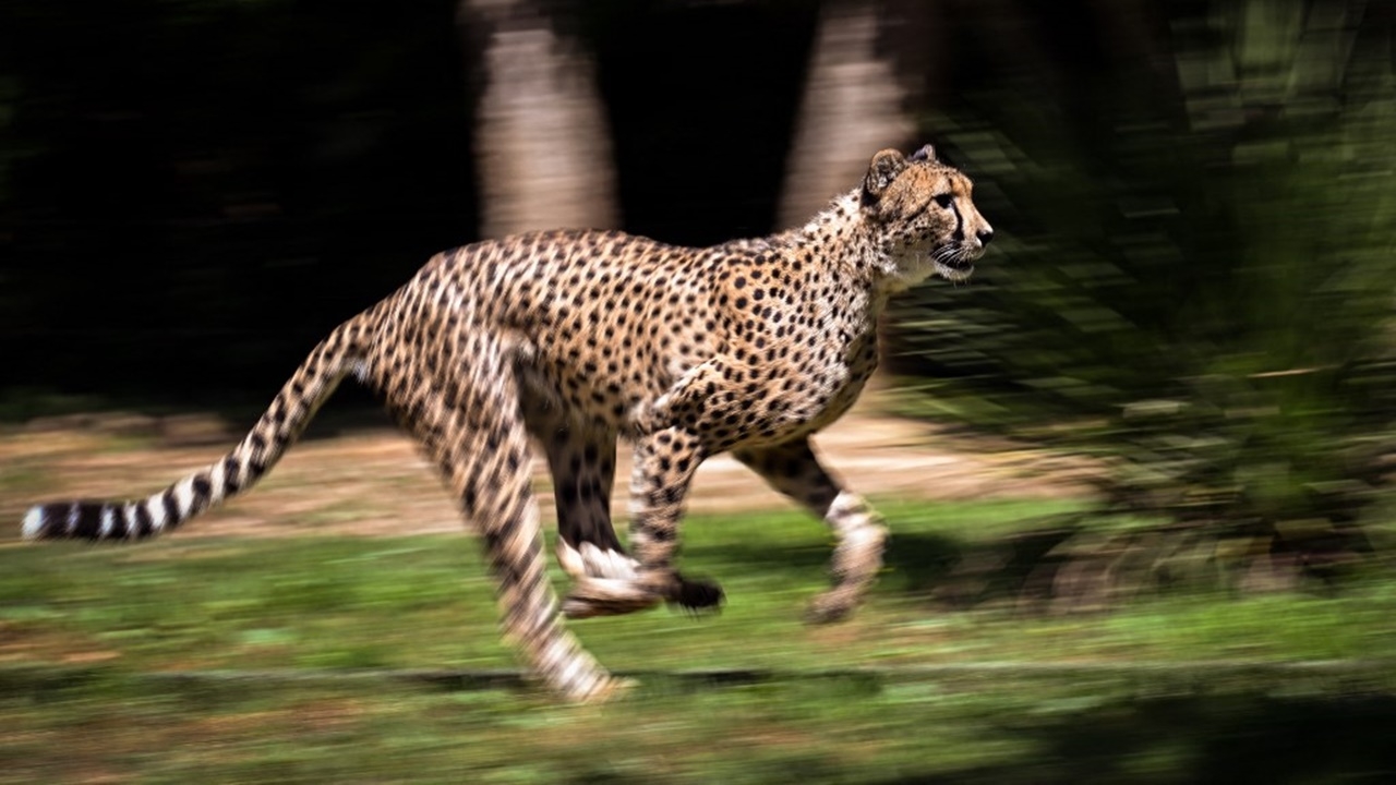 อินเดียจ่อได้ เสือชีตาห์ กลับสู่ป่าเป็นครั้งแรกในรอบ 70 ปี