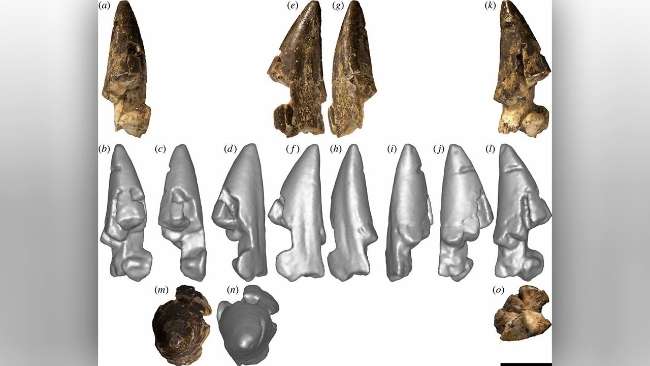 ฟันไดโนเสาร์ซอโรพอดในออสเตรเลีย