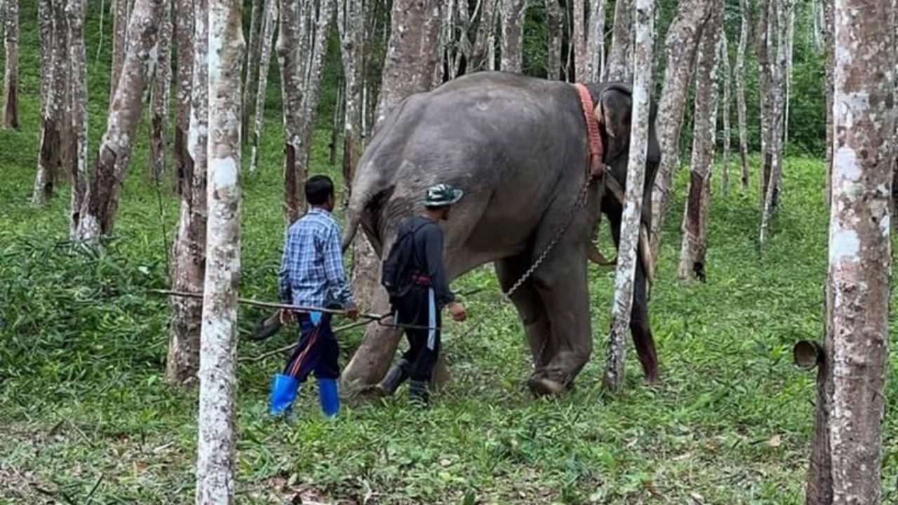 ควาญมือใหม่พลาดท่า ถูกช้างใช้งาแทงดับ หลังพาขึ้นลากไม้ยางพาราบนเขา