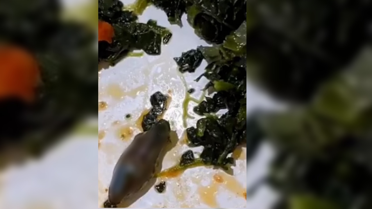 ขนลุก สจ๊วตหนุ่ม เจอซากหัวงูดำมะเมื่อม ในจานอาหารบนเครื่องบินจากตุรกี