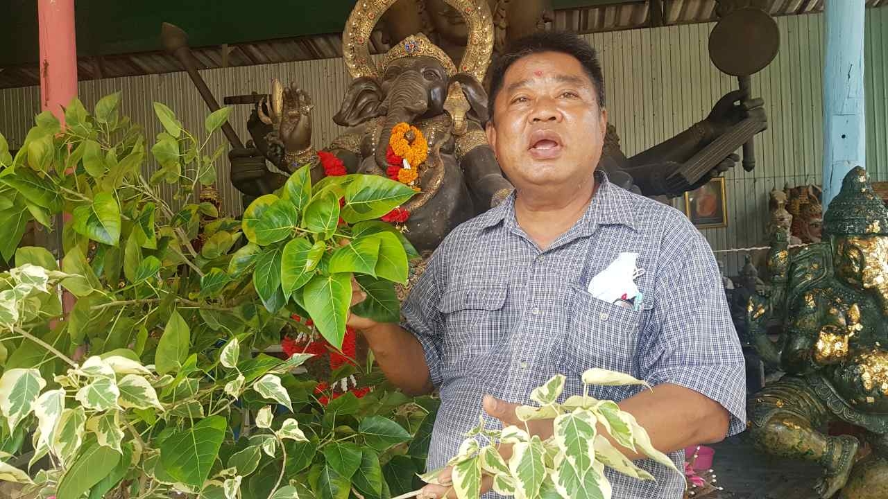 เจ้าของโรงงานขนมเปี๊ยะ ยกต้นโพธิ์เงิน โพธิ์ทอง ถวายวัดดัง แถมได้เลขเด็ดงวดนี้