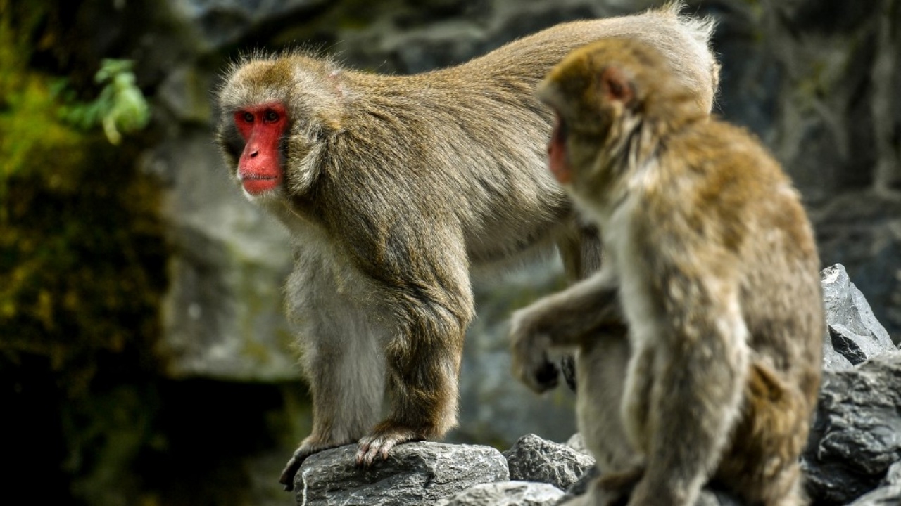 ชาวบ้านญี่ปุ่นผวา เจอลิงแสมไล่ทำร้าย ขโมยทารก